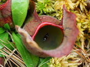 Carolina Sandhills national wildlife refuge