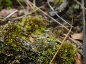Carolina Sandhills National wildlife refuge
