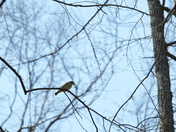 Uwharrie National Forest