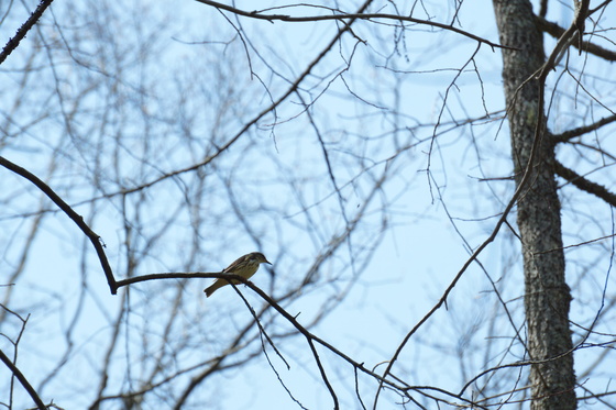 Uwharrie National Forest