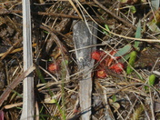 Carolina Sandhills national wildlife refuge