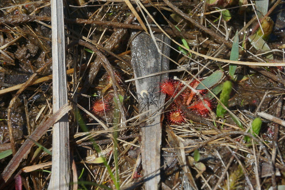 Carolina Sandhills national wildlife refuge
