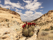 Kodel Canyon in McInnis Canyons National Conservation Area