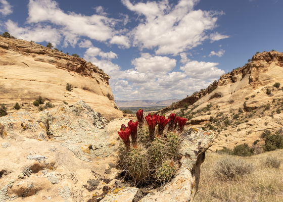 Kodel Canyon in McInnis Canyons National Conservation Area