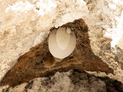 Montezuma Castle National Monument