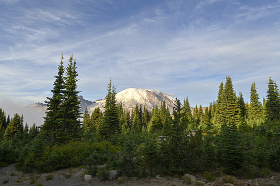 Mt. Rainer National Park