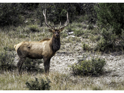 Carson National Forest