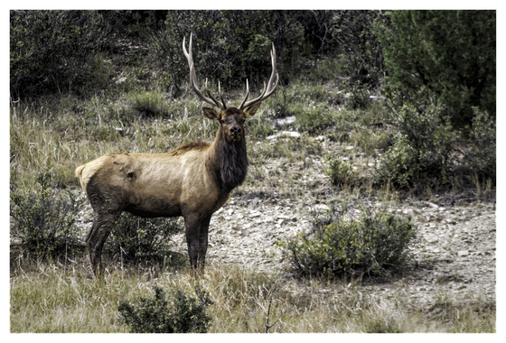 Carson National Forest