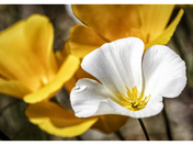 Tonto National Forest