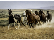 McCullough Peak Wild Horse Management Area