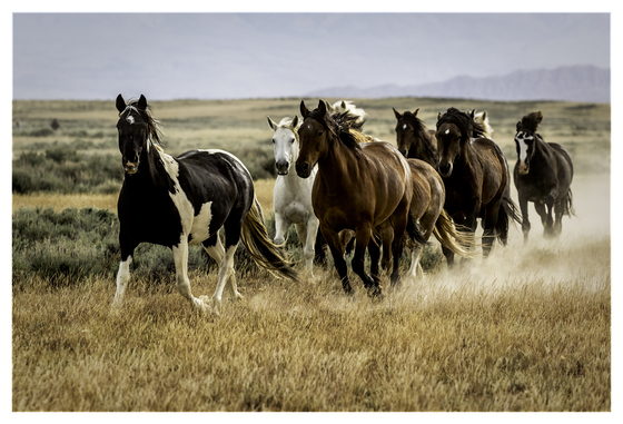 McCullough Peak Wild Horse Management Area