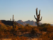 Organ Pipe Cactus National Monument