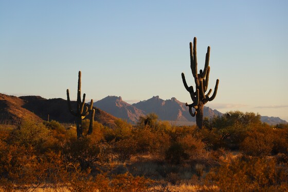 Organ Pipe Cactus National Monument