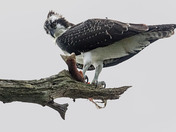 Osprey