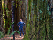 Redwood National Park
