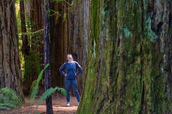 Redwood National Park