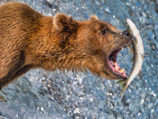 Katmai National Park and Preserve