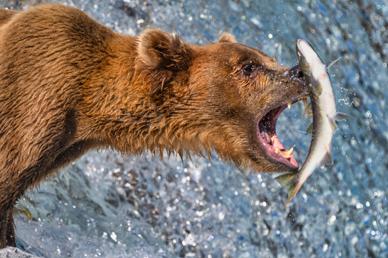 Katmai National Park and Preserve