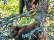 Katmai National Park and Preserve
