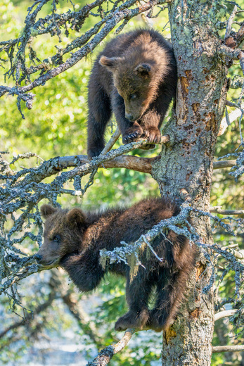 Katmai National Park and Preserve