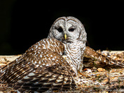 Barred owl
