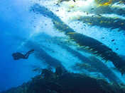 Channel Islands National Park