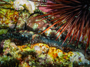 Channel Islands National Park