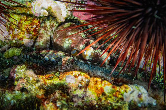 Channel Islands National Park