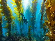 Channel Islands National Park