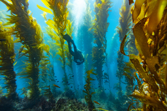 Channel Islands National Park