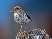 Spotted sandpiper