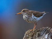 Spotted sandpiper