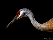 Sandhill crane 