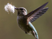 Annas hummingbird 