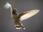 Annas hummingbird 
