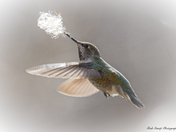 Annas hummingbird 