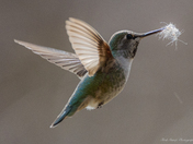 Annas hummingbird 