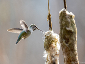 Annas hummingbird 