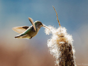 Annas hummingbird 