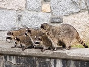 Raccoon 