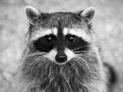 Raccoon 