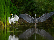 Great blue heron and great egret fight