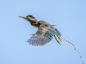 Green heron