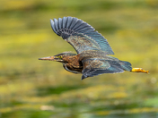 Green heron