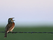 Tallgrass Prairie National Preserve