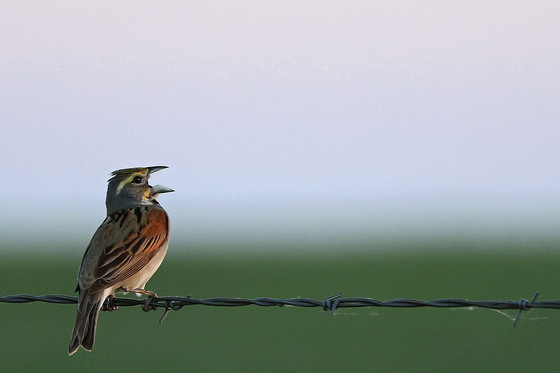 Tallgrass Prairie National Preserve