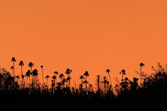 Tall Grass Prairie National Preserve