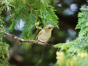 Red-eyed Vireo