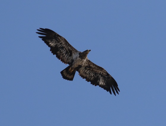 Minnesota Valley National Wildlife Refuge