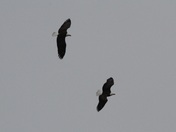 Minnesota Valley National Wildlife Refuge